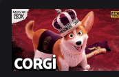 Corgi | Türkçe Dublaj Animasyon 4K - MovieBox